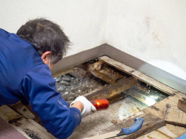 Best Health and Safety Mold Remediation in St City, AR