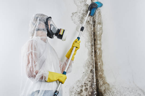 Best Post-Flood Mold Remediation in St City, AR