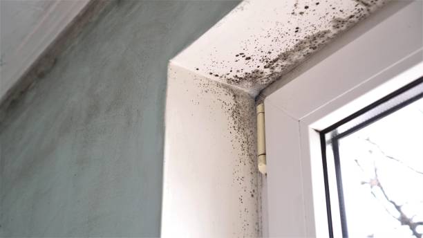 Best Bathroom Mold Remediation in St City, AR