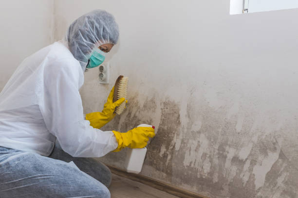 Best Kitchen Mold Remediation in St City, AR